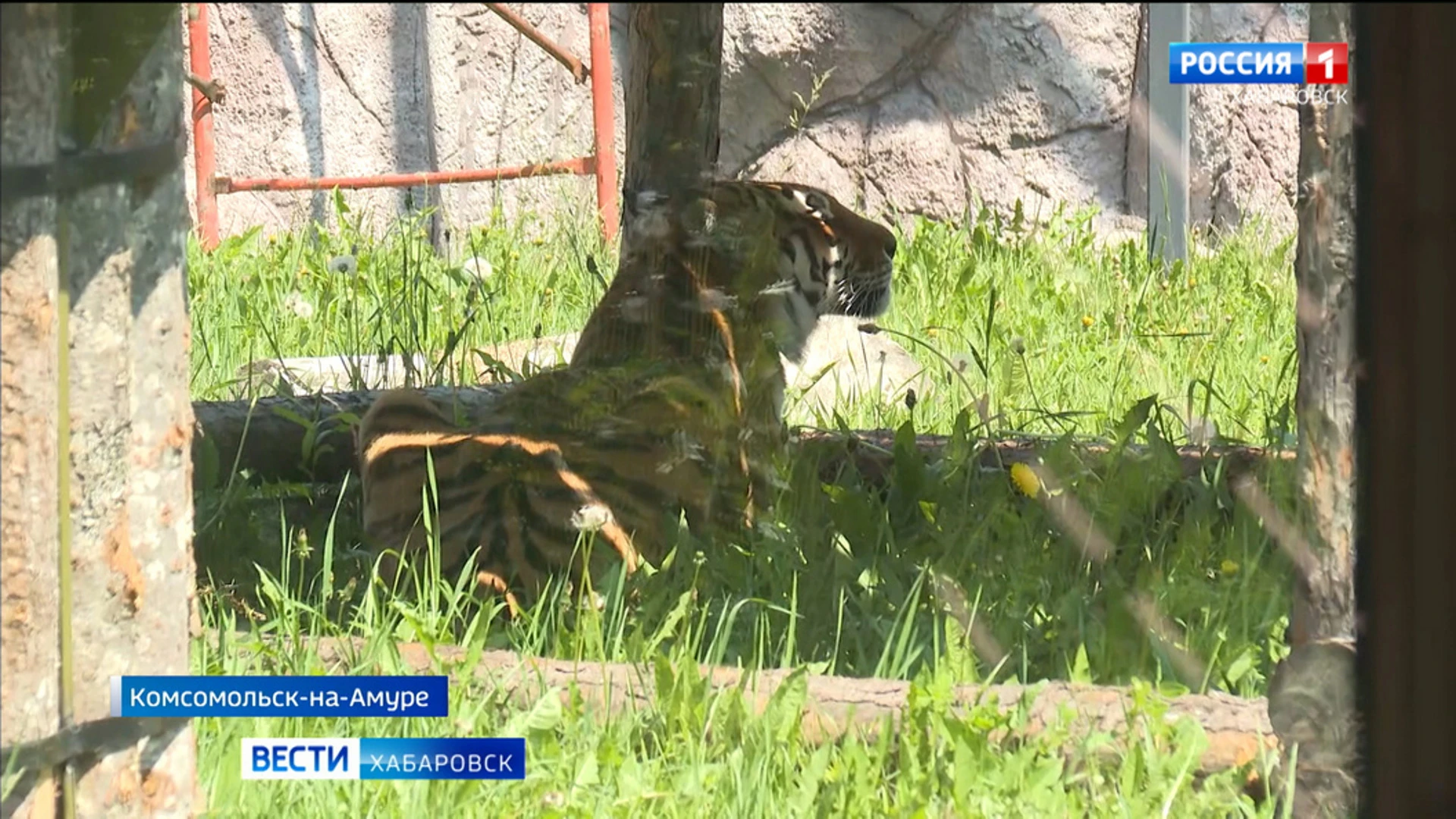 "Все сильно постарались!". Корабелы Города юности подарили бассейн… тигрице