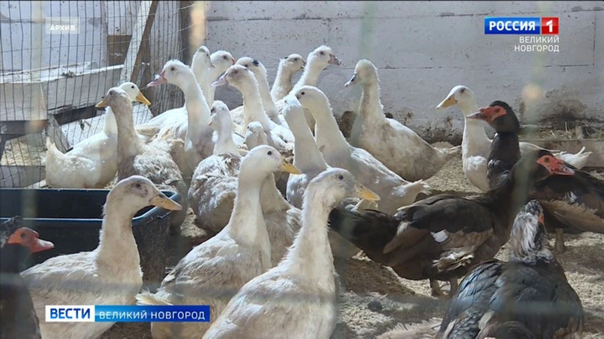 В Новгородской области впервые зарегистрирован очаг высокопатогенного гриппа птиц