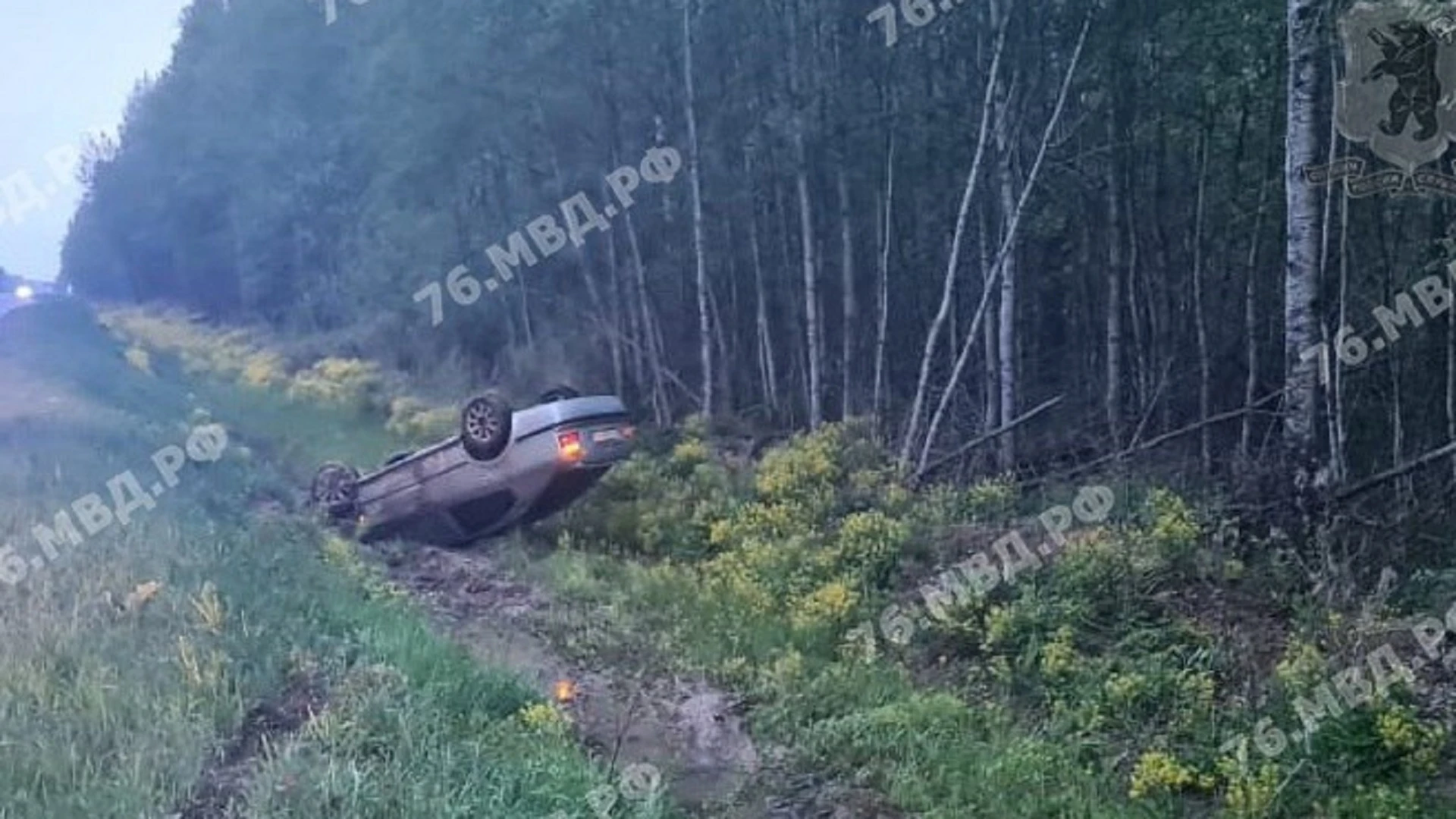 В Ярославской области из-за ДТП с лосем иномарка вылетела в кювет