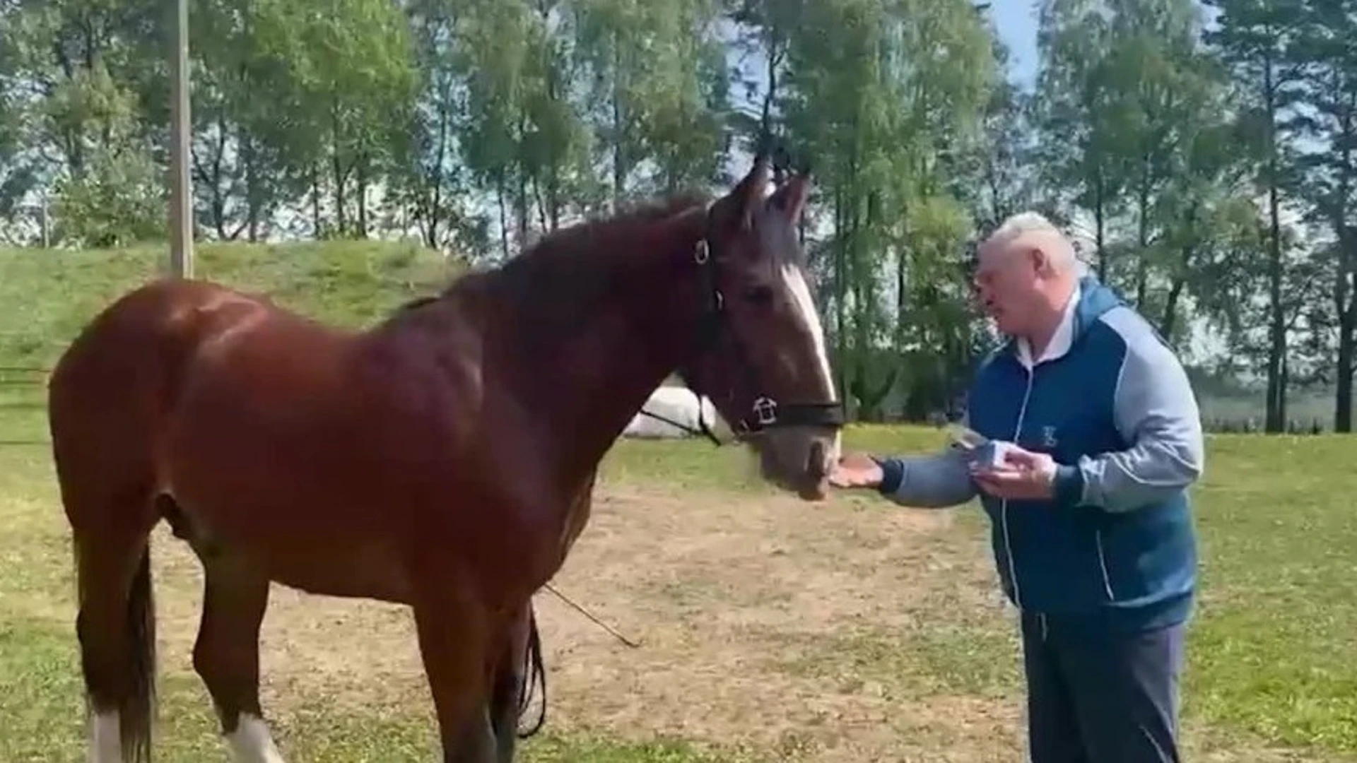 Губернатор Владимирской области Александр Авдеев подарил Президенту Беларуси коня