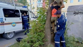 Застрявшего между деревьев мальчика освободили спасатели Марий Эл