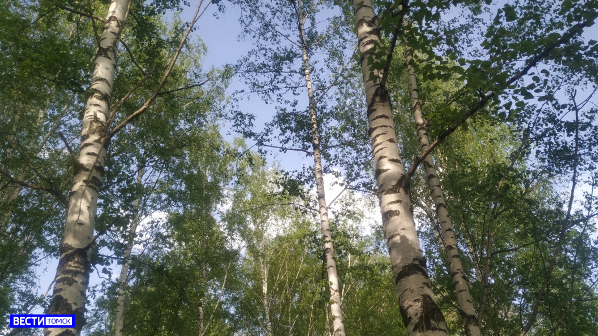 В данный момент в Томской области нет действующих лесных пожаров