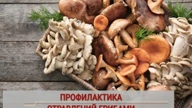 Этим летом зарегистрировано 5 случаев отравления грибами в Оренбуржье