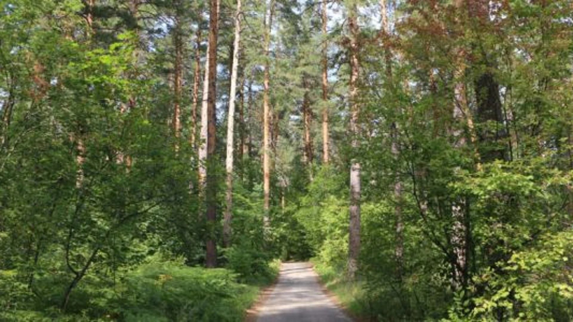 В Пензе создан памятник природы регионального значения