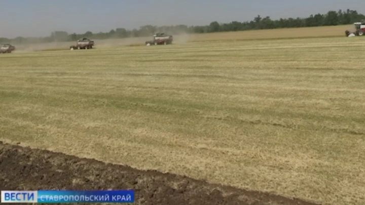 Вести. Ставропольский край На Ставрополье началась уборка озимых культур