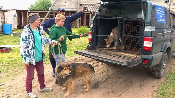 Вести Поморья В социальных сетях обсуждают нападение собак на детской площадке в Архангельске