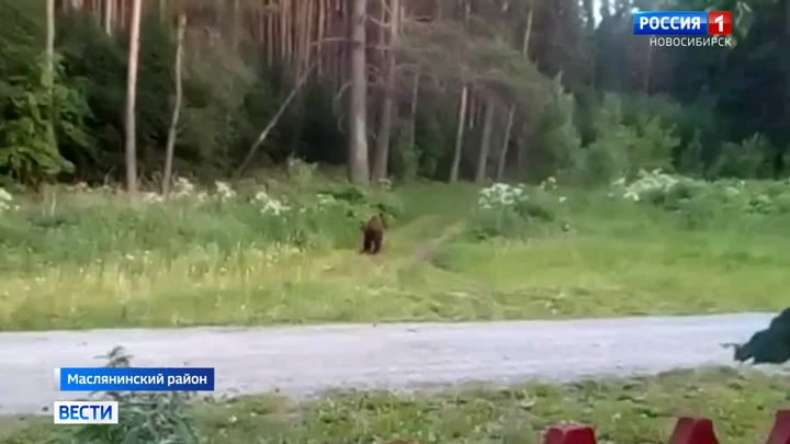 Вести. Новосибирск Медведи вышли к людям и устроили погром на пасеке в одном из сел Новосибирской области