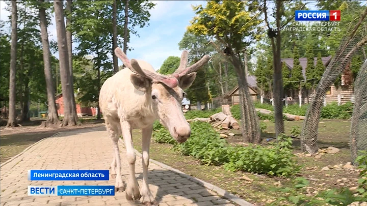 Вести. Санкт-Петербург Эфир от 20.06.2022 (14:30)