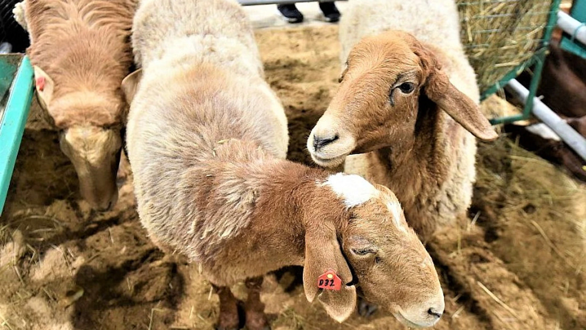 Овцеводов Кубани будут поддерживать на государственном уровне