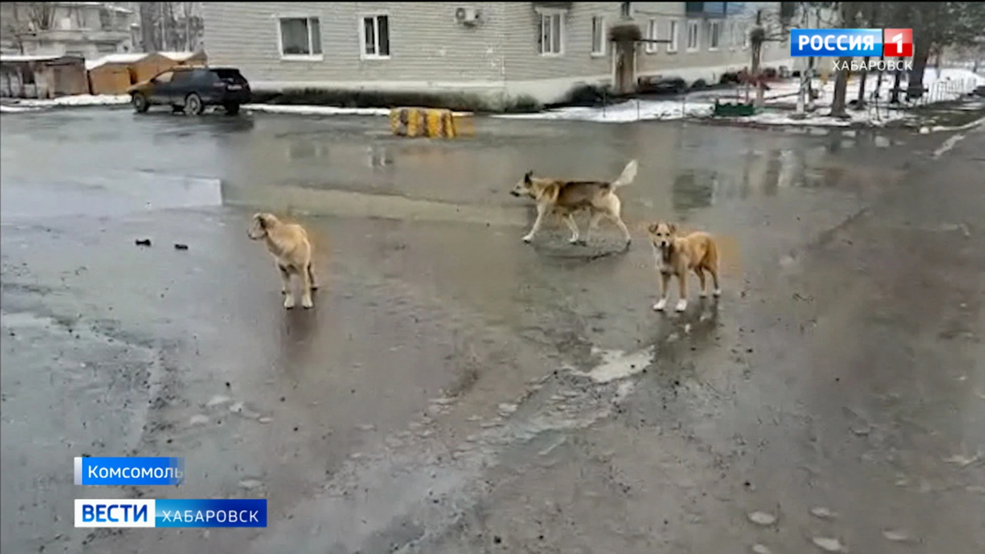 Уголовное дело по факту нападения бездомной собаки возбуждено в Хабаровском крае