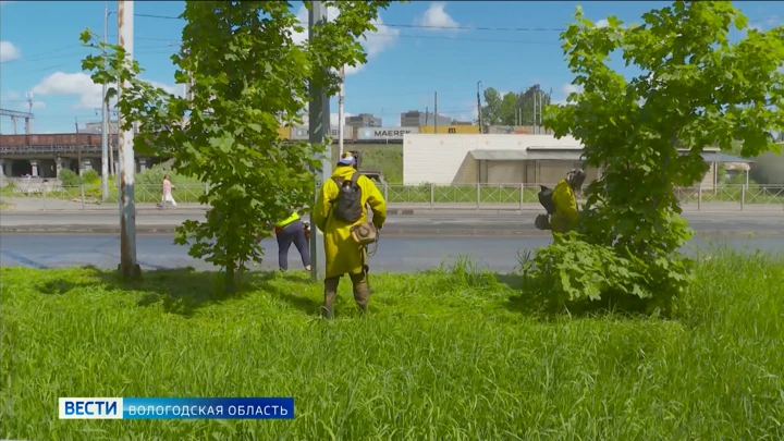 Вести. Вологодская область Городской сенокос: вологодские коммунальщики активно приступили к обработке газонов