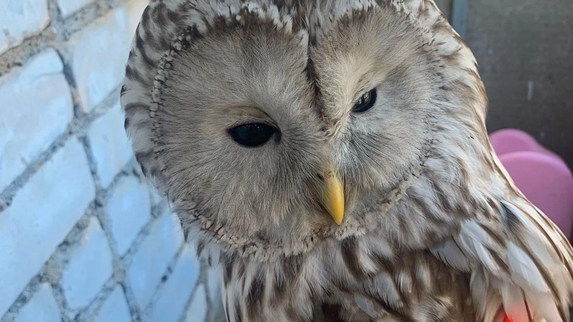 Во Ржеве люди спасли сову от агрессивных ворон