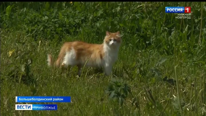 Вести-Приволжье Эфир от 15.06.2022 (09:00)