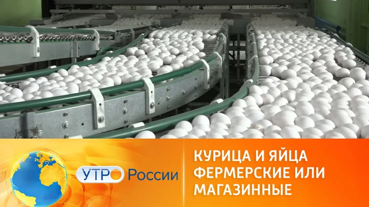 Утро России Фермерские или магазинные: как выбрать курицу и яйца