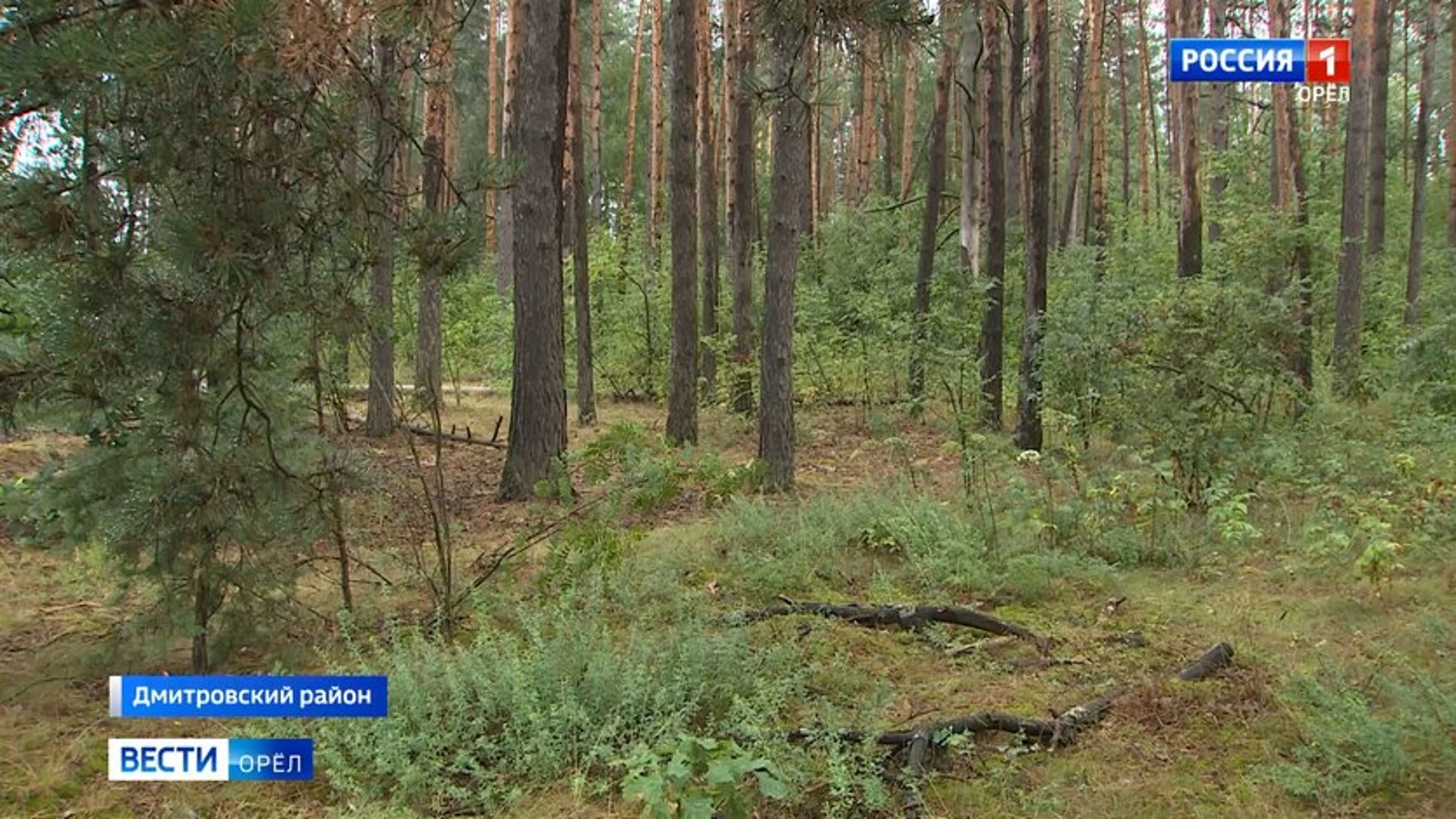 В нескольких районах Орловской области появятся дубравы