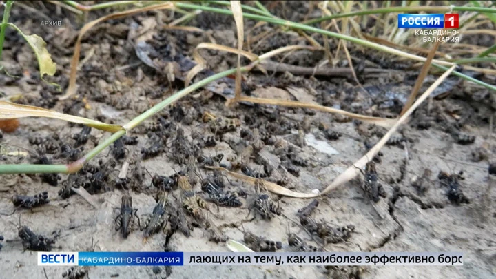 Вести. Кабардино-Балкария Власти КБР направят около 2 миллионов рублей на борьбу с саранчой