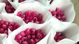 Dans les serres, ça sent le printemps : les horticulteurs de Volgograd cultivent des tulipes pour le 8 mars.