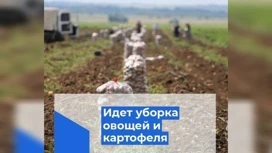 973 тонны нового картофеля собрали в Оренбуржье