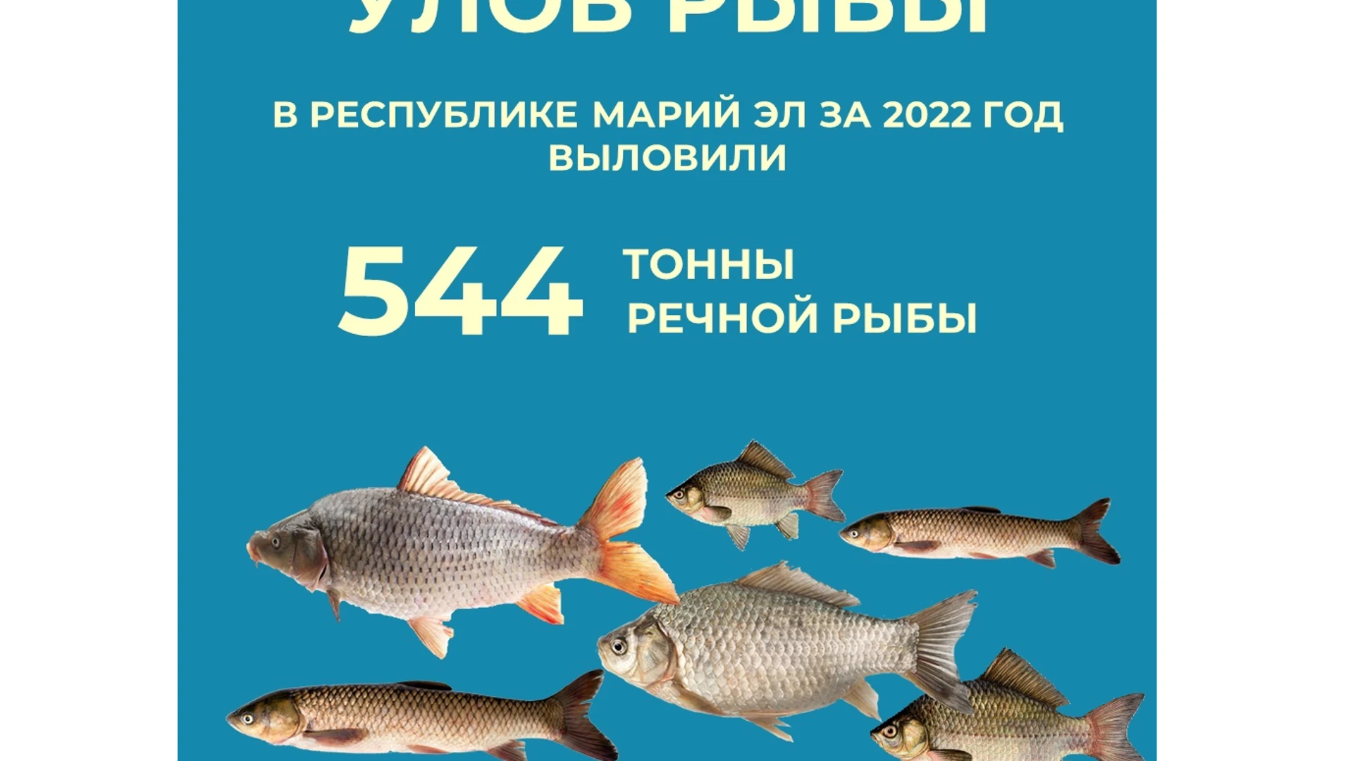 544 тонны речной рыбы выловили из водоёмов Марий Эл за 2022 год