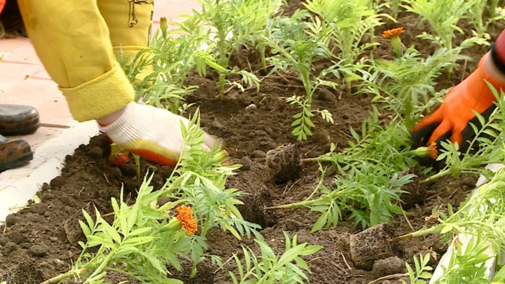 Vesti - Amur Region GTRK "Amur" wird das Design der städtischen Blumenbeete der Amur Hauptstadt zu verschiedenen Zeiten zeigen