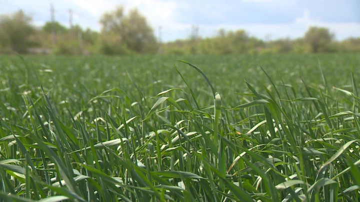 Guida. Gli agricoltori di Volgograd hanno dato una previsione ottimistica per il raccolto-2022