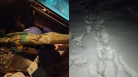 In the Novosibirsk region, a poacher who illegally killed two deer was caught.