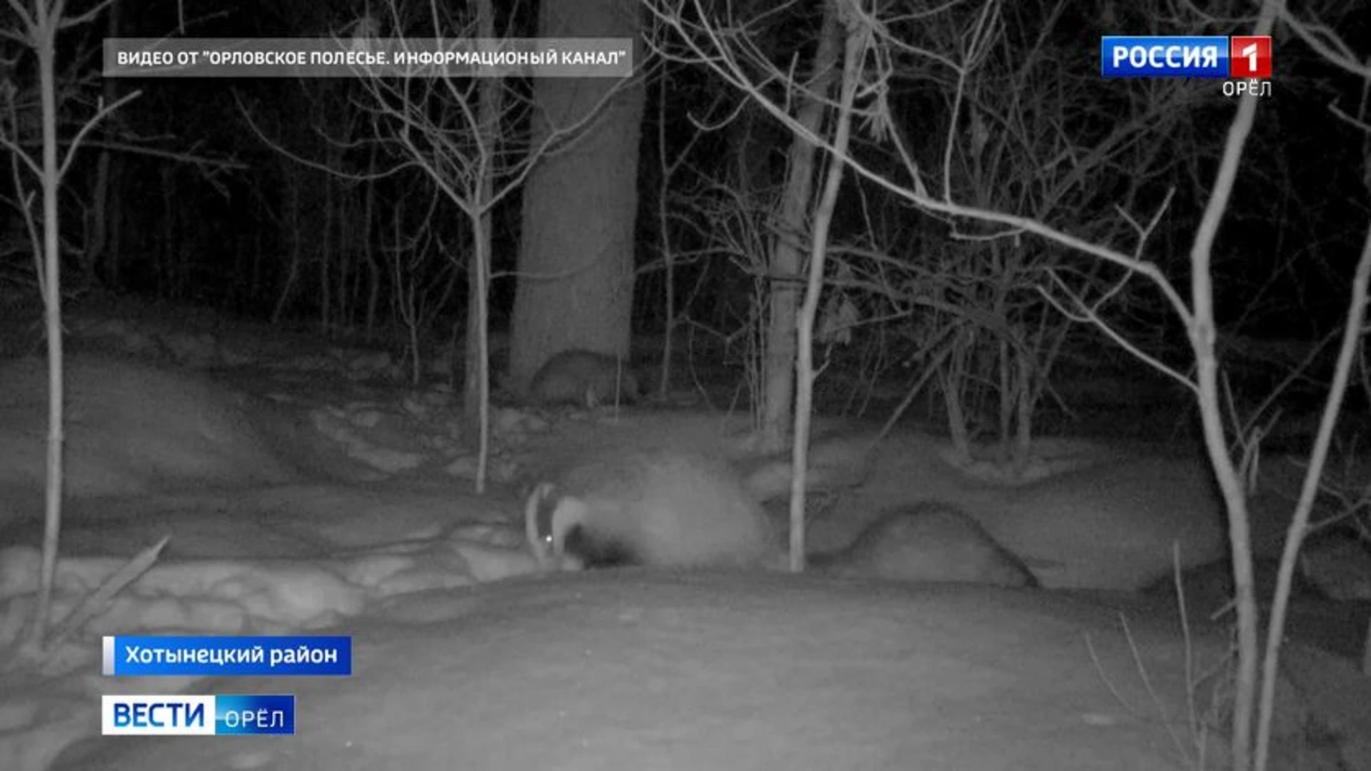 Барсуки в "Орловском полесье" вышли из спячки на месяц раньше