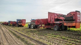 Свыше 80 тысяч тонн зерна собрали с полей Тюменской области