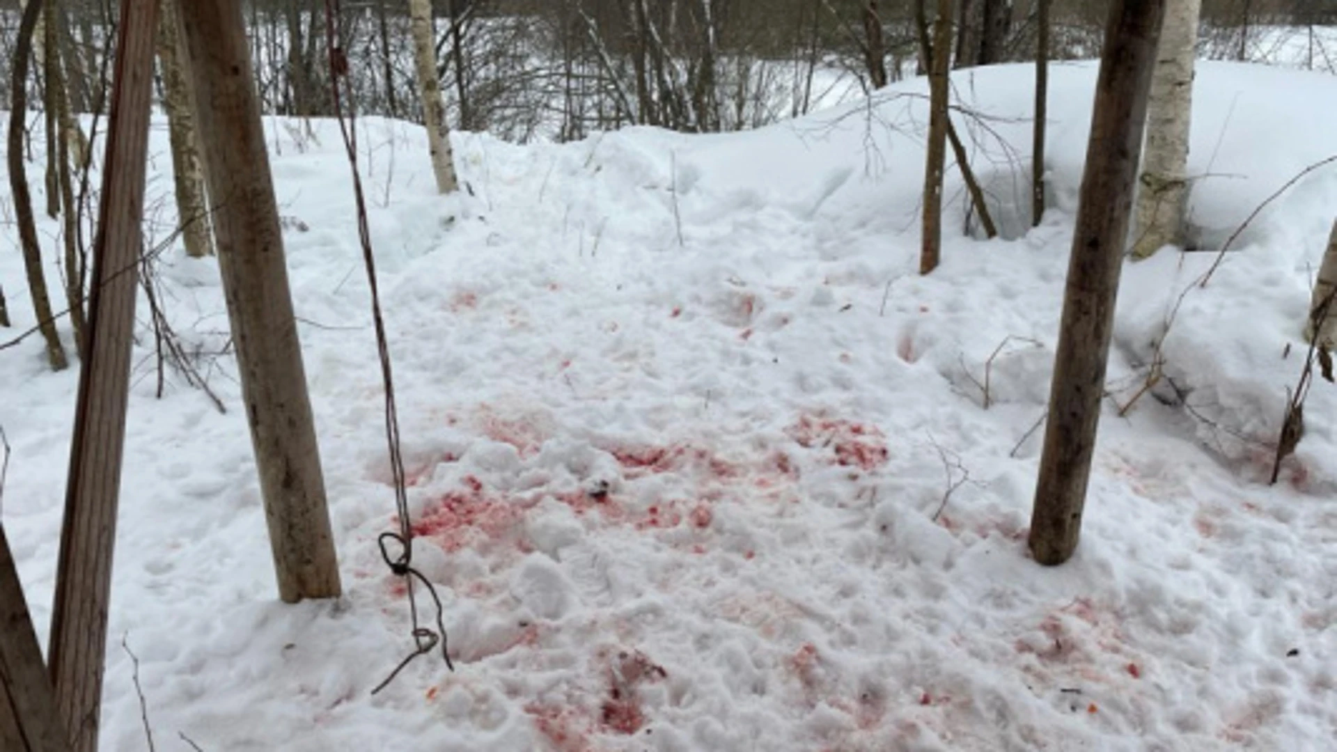 Нижегородскому охотнику грозит до двух лет лишения свободы за убийство лося