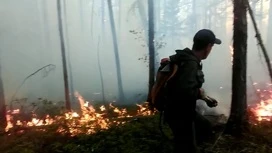 Лесной пожар в национальном парке "Крымский" локализован на 4 гектарах