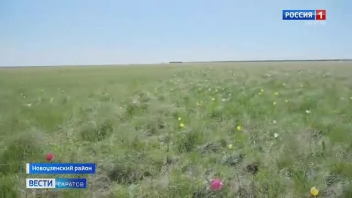 Вести. Саратов Фестиваль тюльпанов прошел в 7-й раз в Новоузенском районе