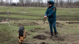 Подготовленные собаки теперь могут обнаруживать БПЛА в воздухе