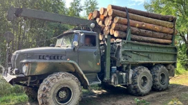 Начальник Магдагачинского лесхоза получил судимость за незаконную рубку леса