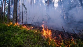 Четыре лесных пожара потушено в Томской области за неделю