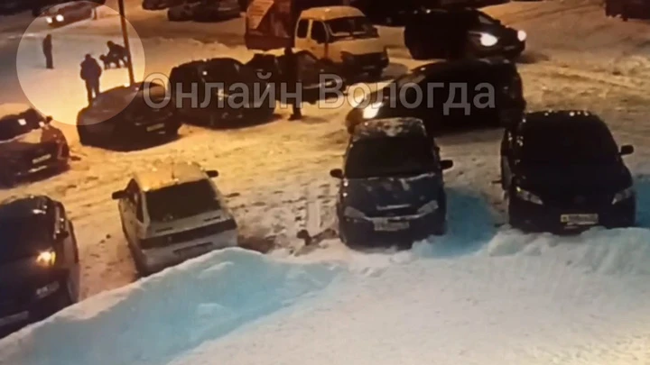 Видео из Сети В Вологде огромная собака бойцовской породы нападает на местных жителей