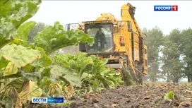 Уборка сахарной свеклы началась в Липецкой области